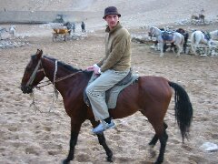 Pferd