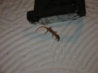 Gecko